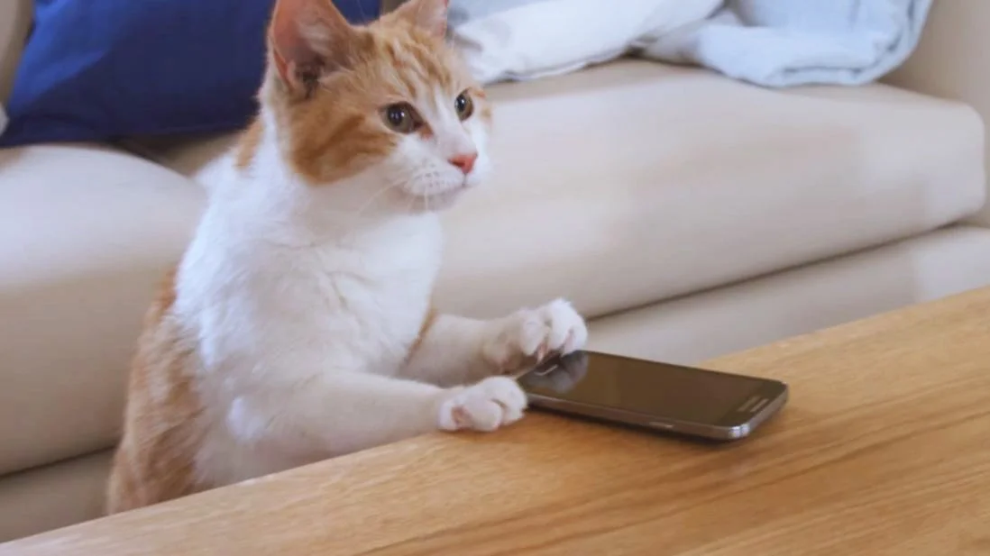 An orange and white cat is leaning against a coffee table playing with a TV remote control. In the background we see a sofa and living room