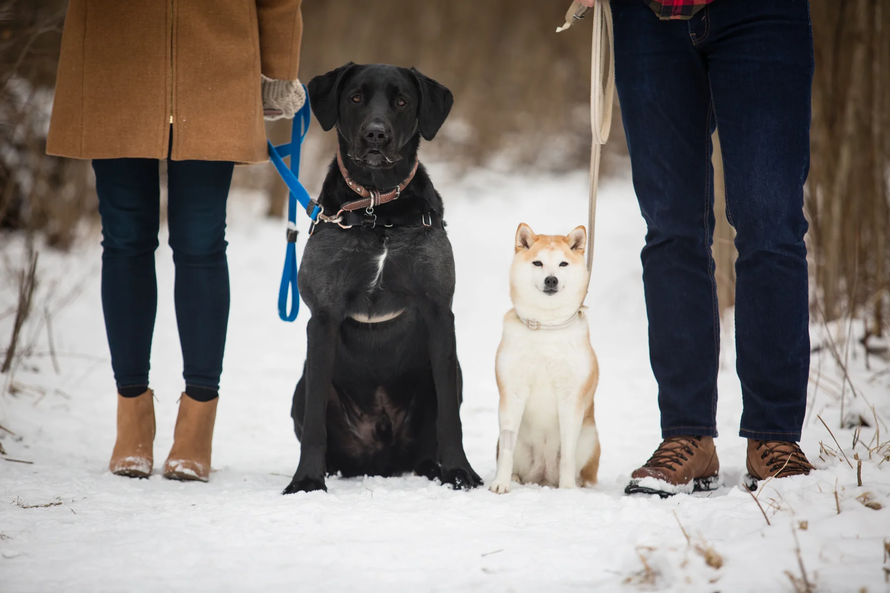 Doug&Kara_winter_Engagment_Photos_Brandon_Shafer_Photography_Blog-7.jpg