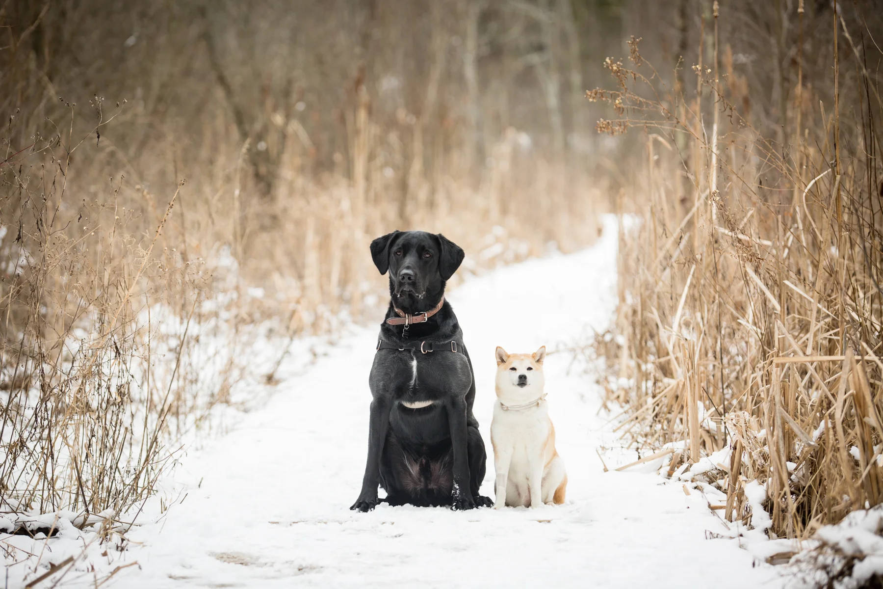 Doug&Kara_winter_Engagment_Photos_Brandon_Shafer_Photography_Blog-16.jpg