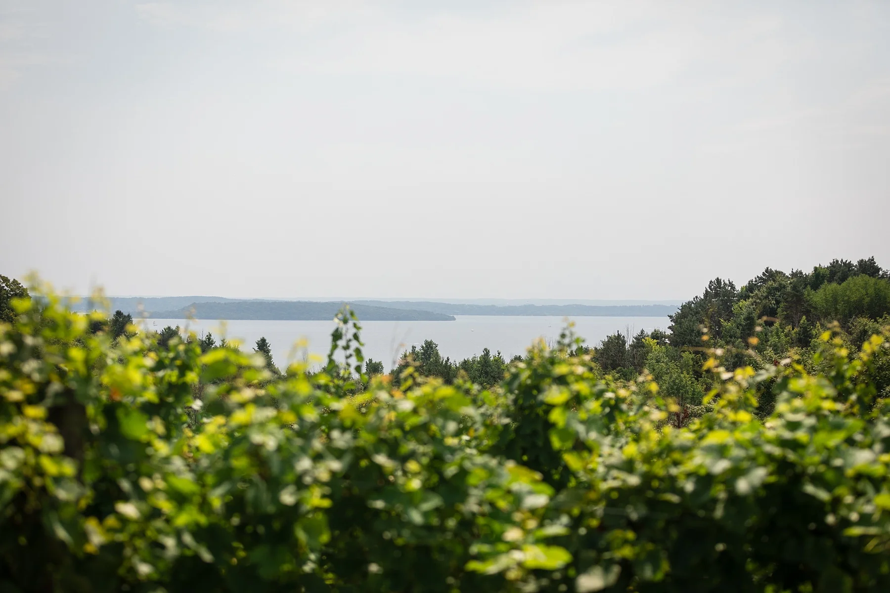 Brandon_Shafer_Photography_Lauren_Vasile_Ciccone_Vineyard_Suttons_Bay_Wedding_0004.jpg