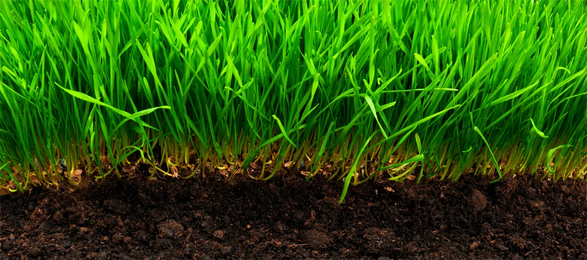 healthy-turf-and-soil1.jpg