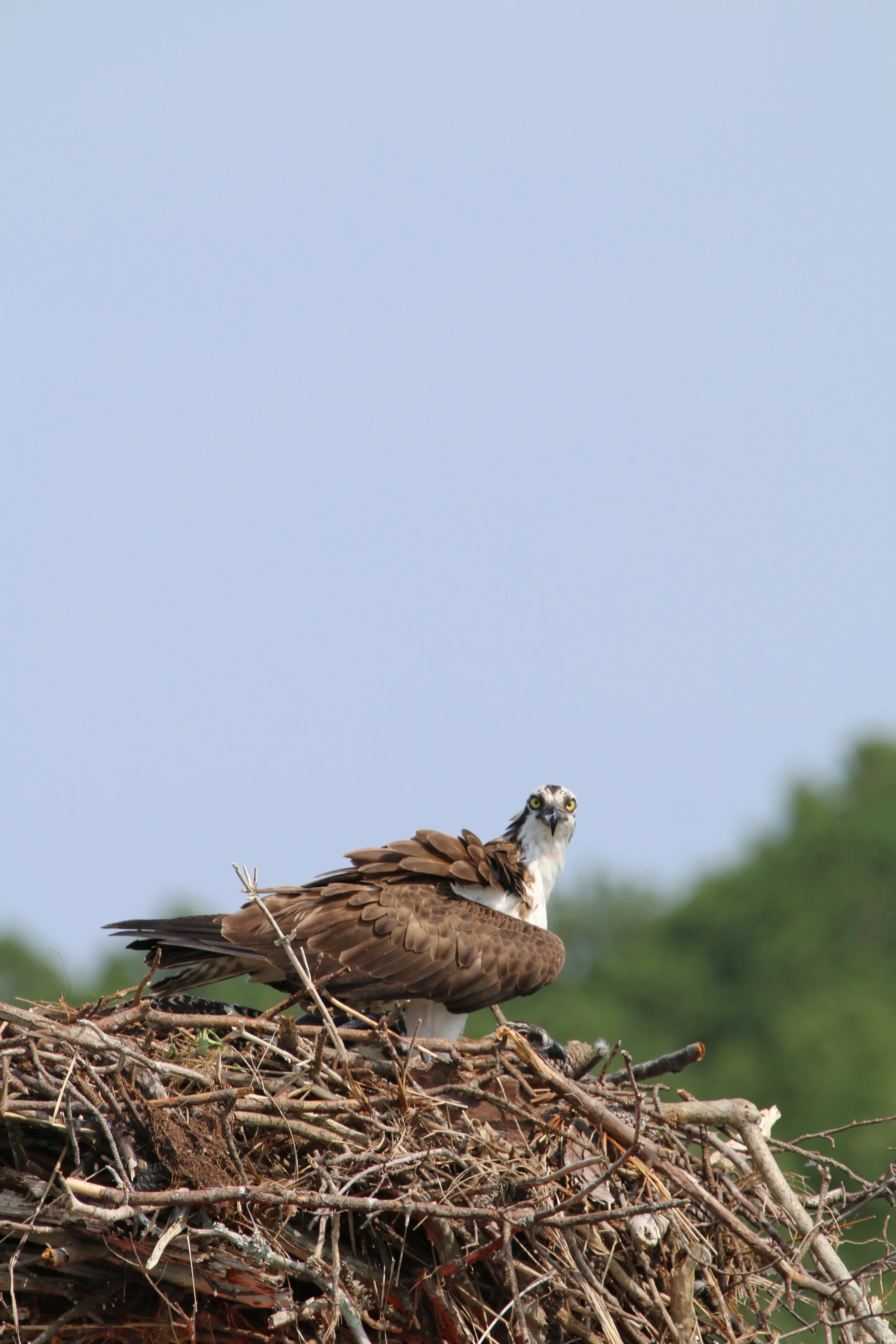 An osprey ( Pandion haliaetus ) sitting atop its nest on one of the channel markers in the Little Wicomico River. During our 2015 field season, we were greeted everyday by the side to side head-bob of this beautiful guy. The pair had two chicks. If you look closely, you can see the head of one. Photo by Eric M. Patterson