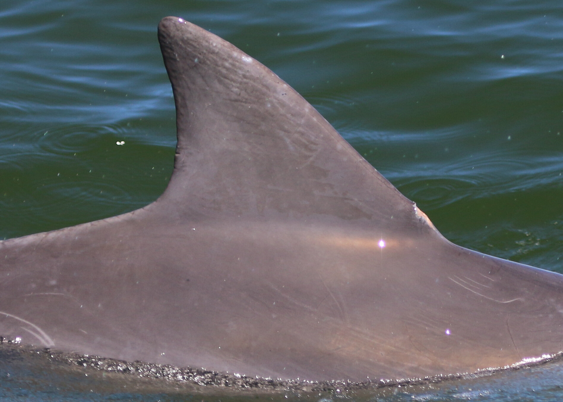 Meet the Dolphins — Potomac-Chesapeake Dolphin Project