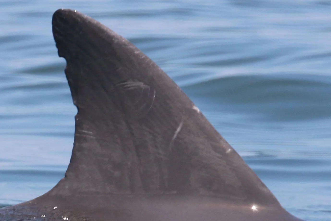 Adlai Ewing Stevenson