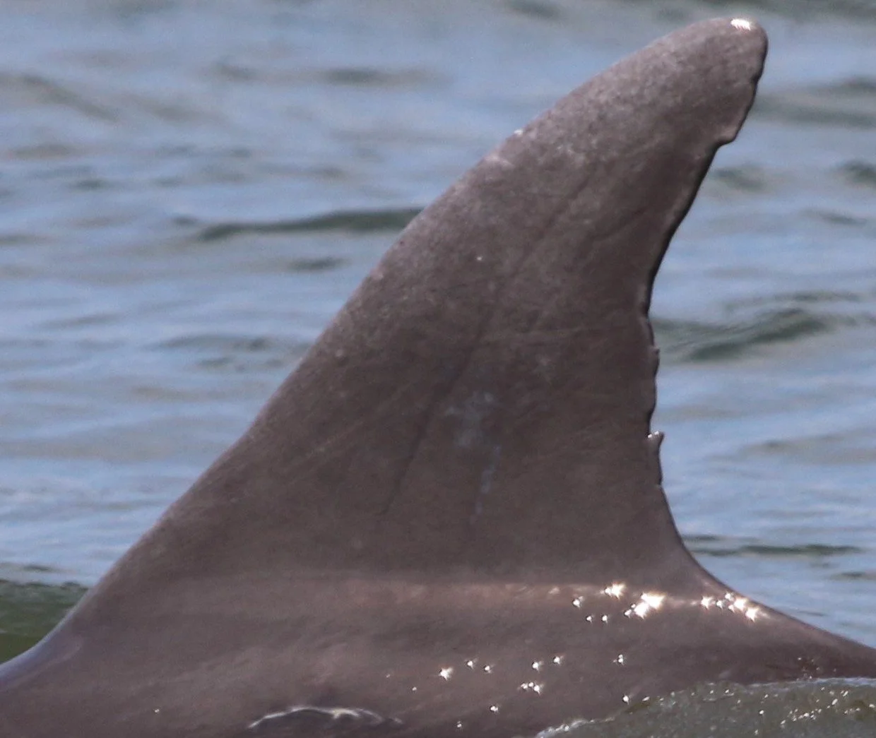 Elizabeth Schuyler Hamilton