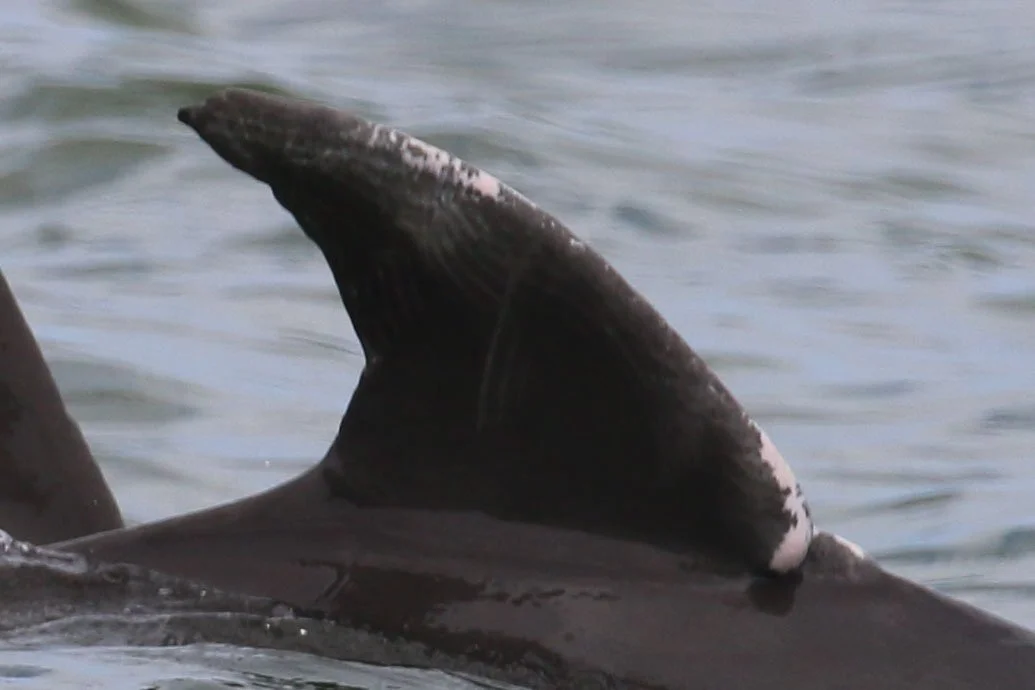 Stephen Grover Cleveland