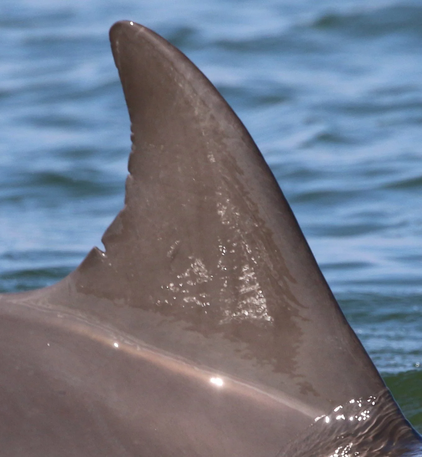 Michele Marie Bachmann