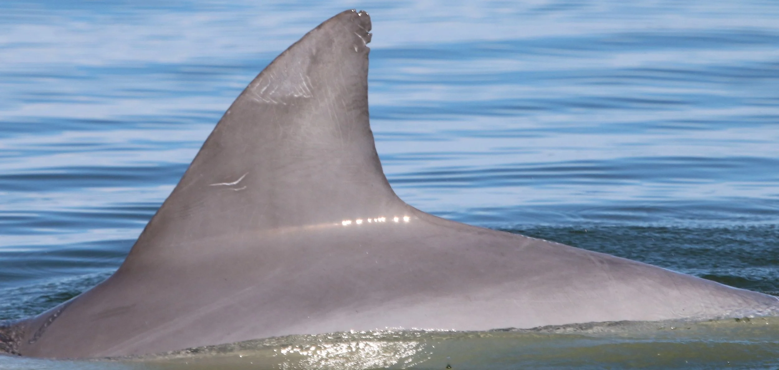 Alexandria Ocasio-Cortez