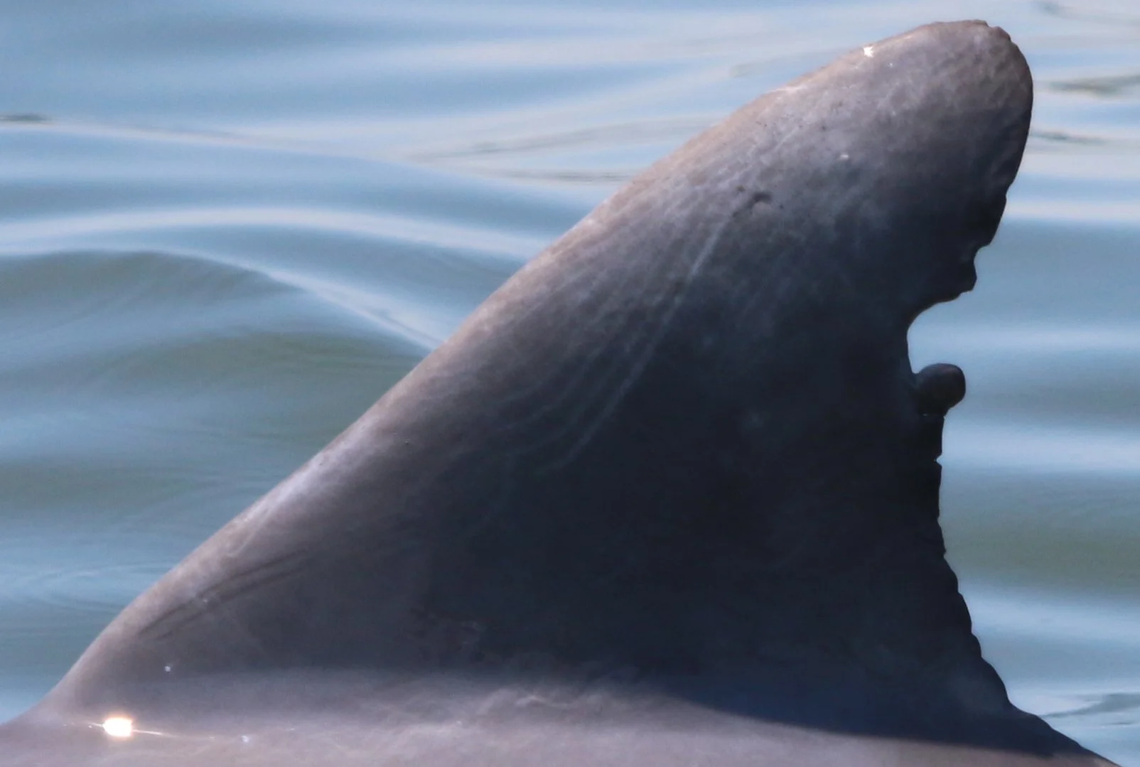 Elizabeth Lynne Cheney Perry