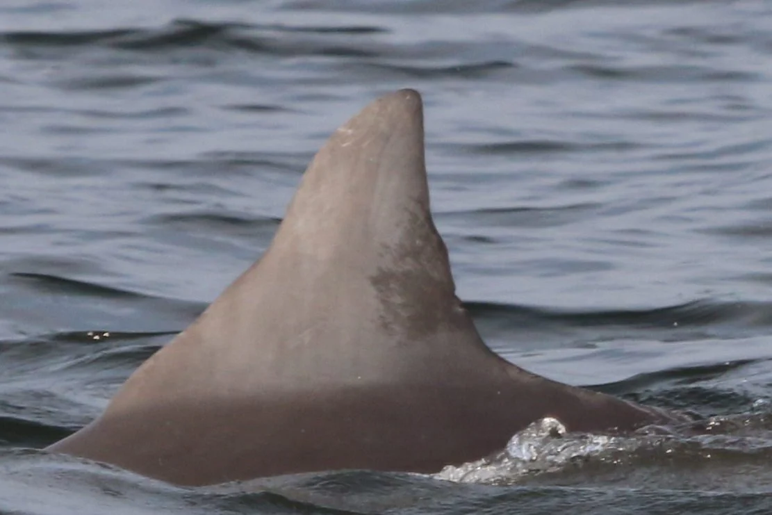 Nancy D'Alessandro Pelosi