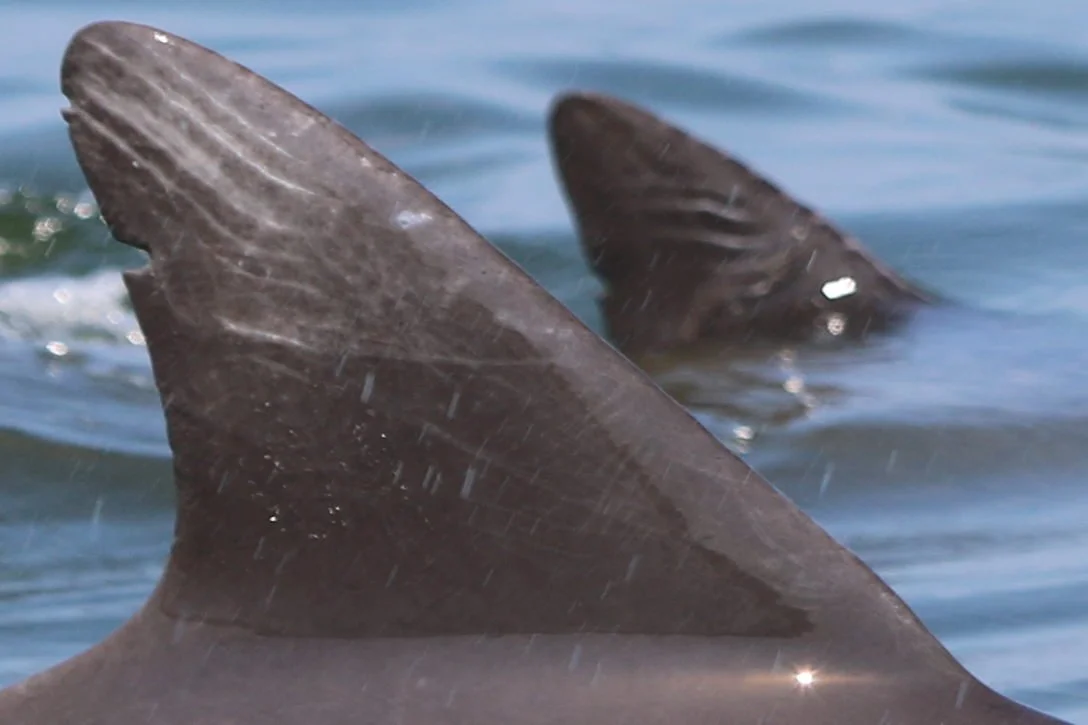 Margaret Smith Taylor