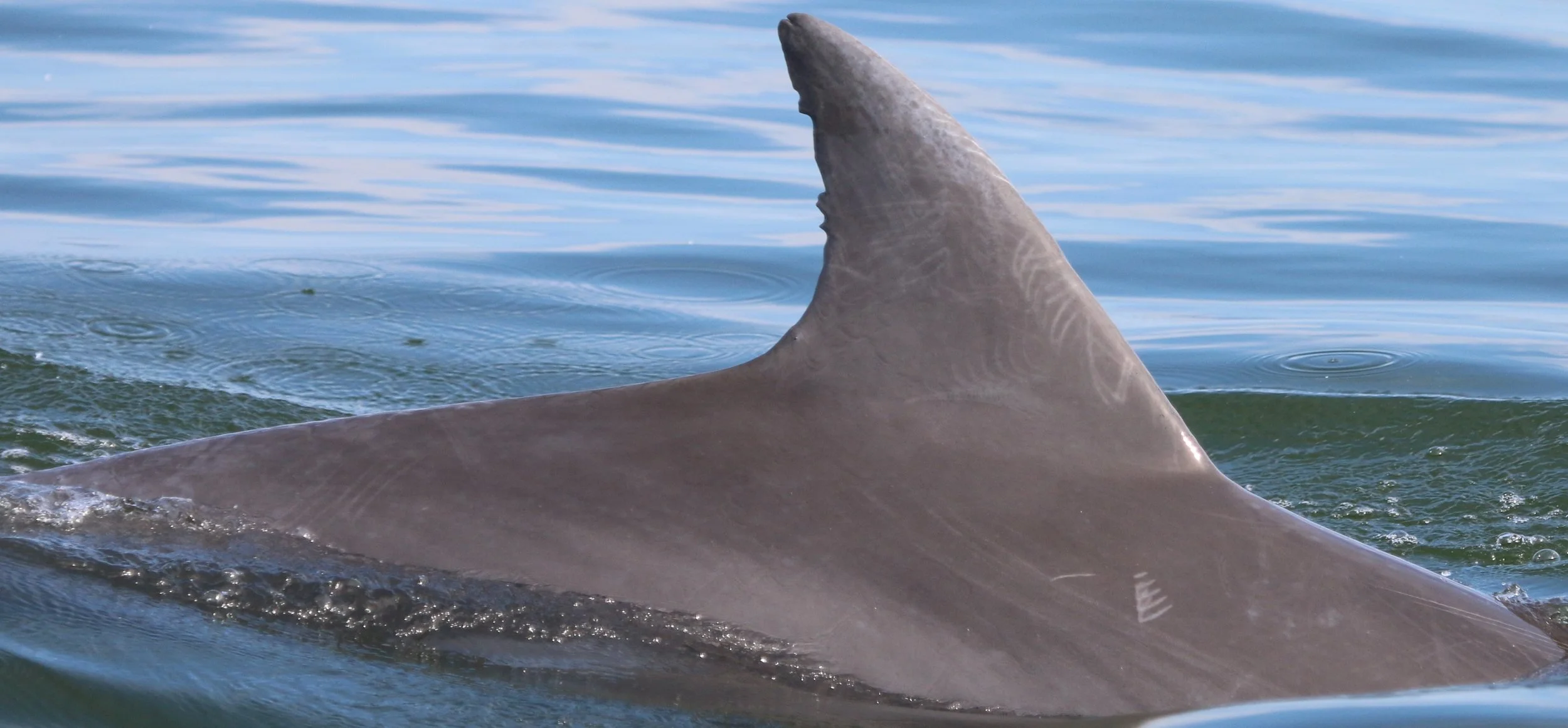 Thomas Woodrow Wilson