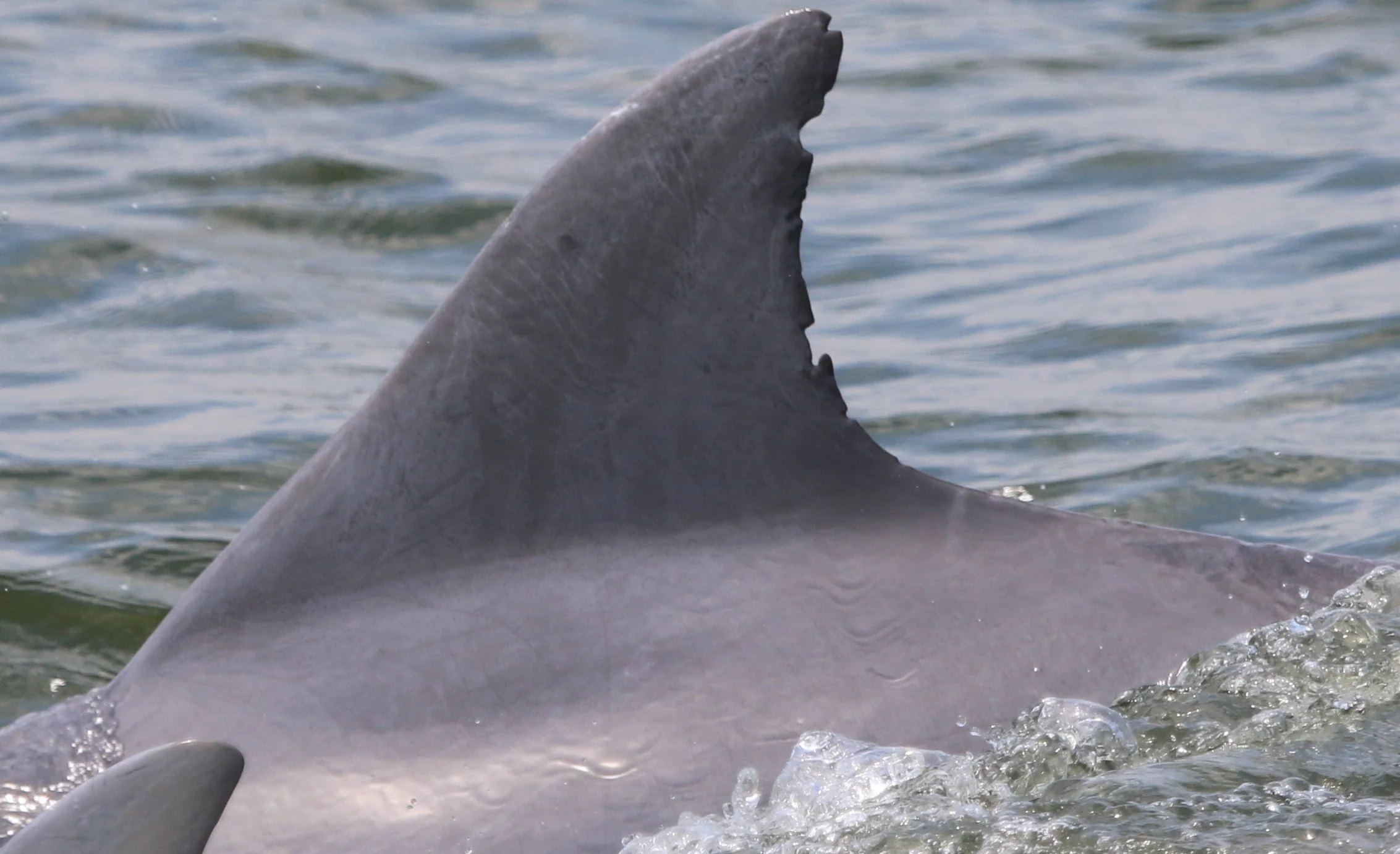 Hannah Hoes Van Buren