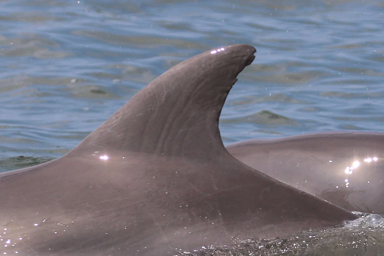 Lucretia Rudolph Garfield 