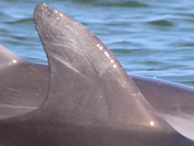 Sonia Marie Sotomayor