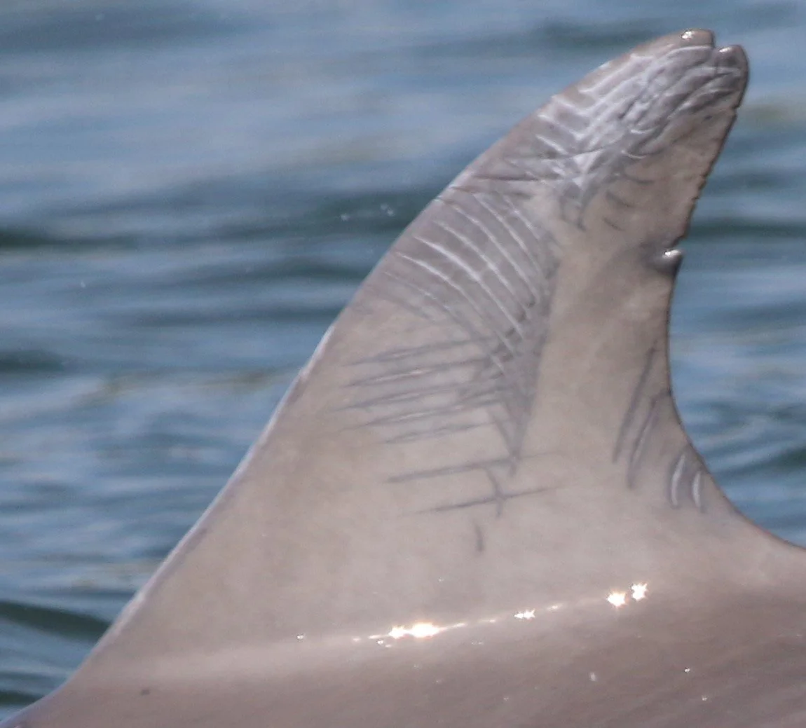 Lauda Tammy Duckworth