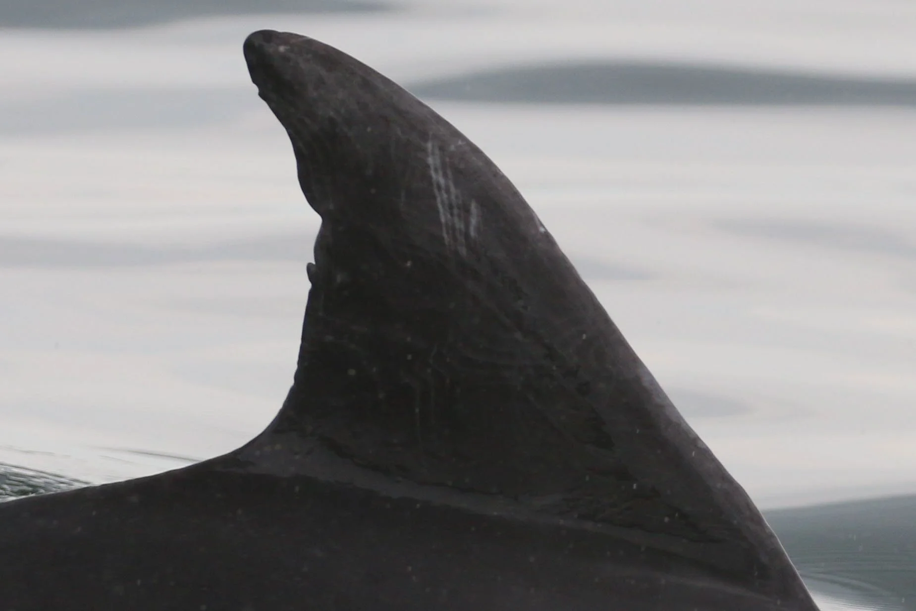 Joseph Robinette Biden Jr