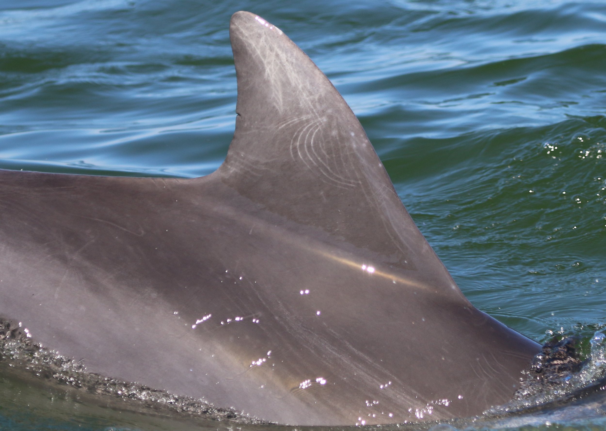 Madeleine Jana Korbel Albright 