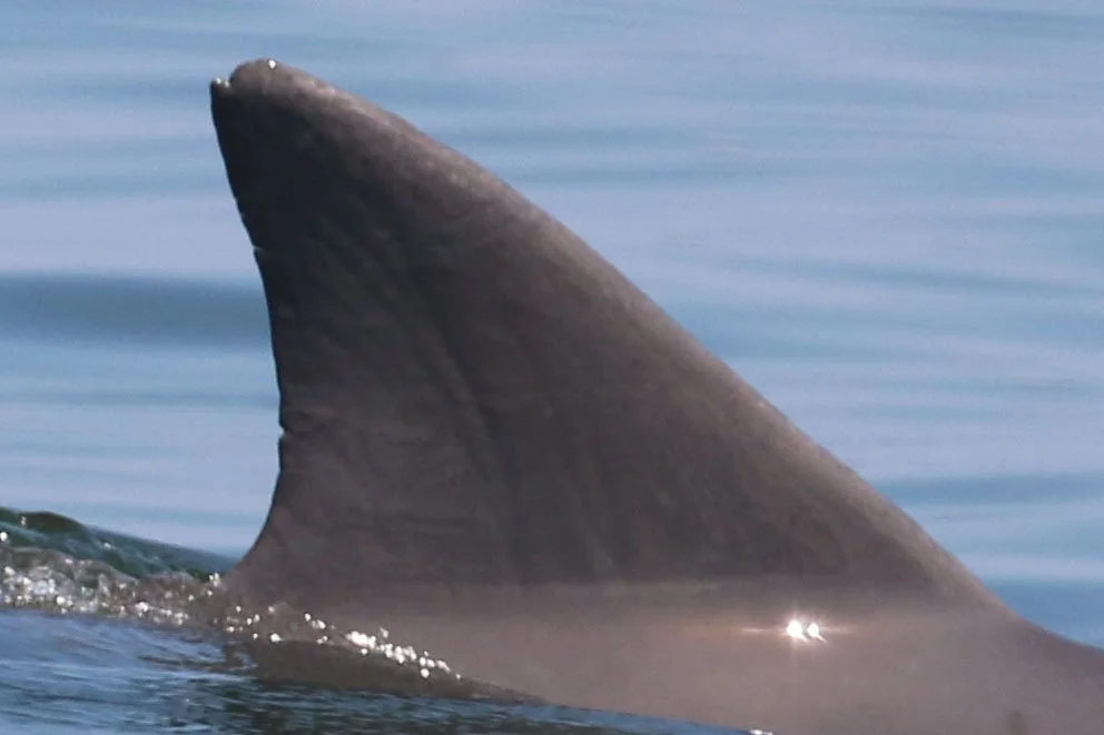 Ulysses Simpson Grant