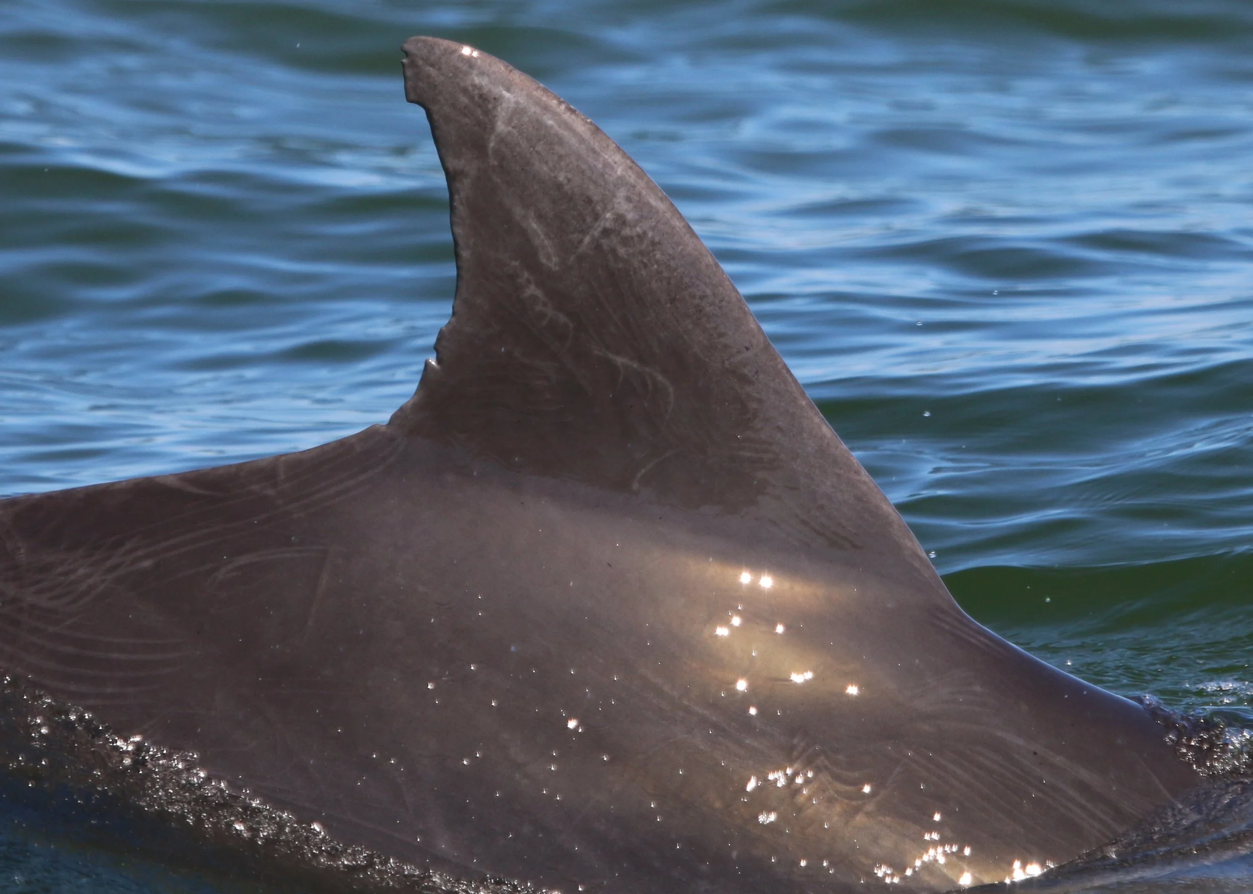 Frederick Augustus Douglass