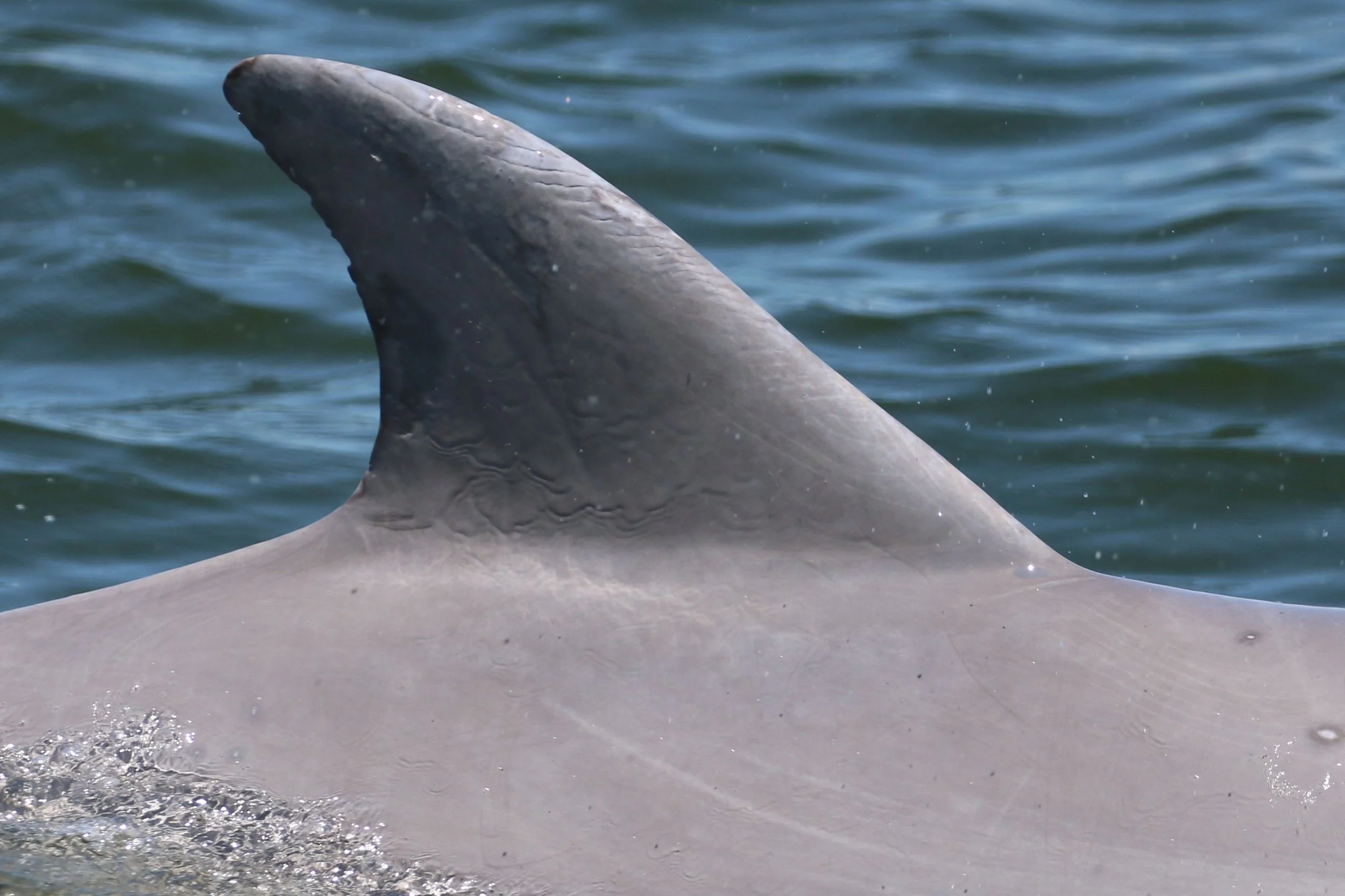 Rachel Walker Revere