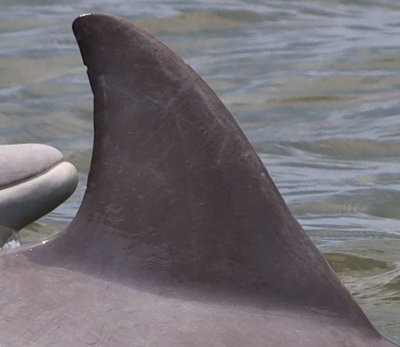 Rebecca Latimer Felton