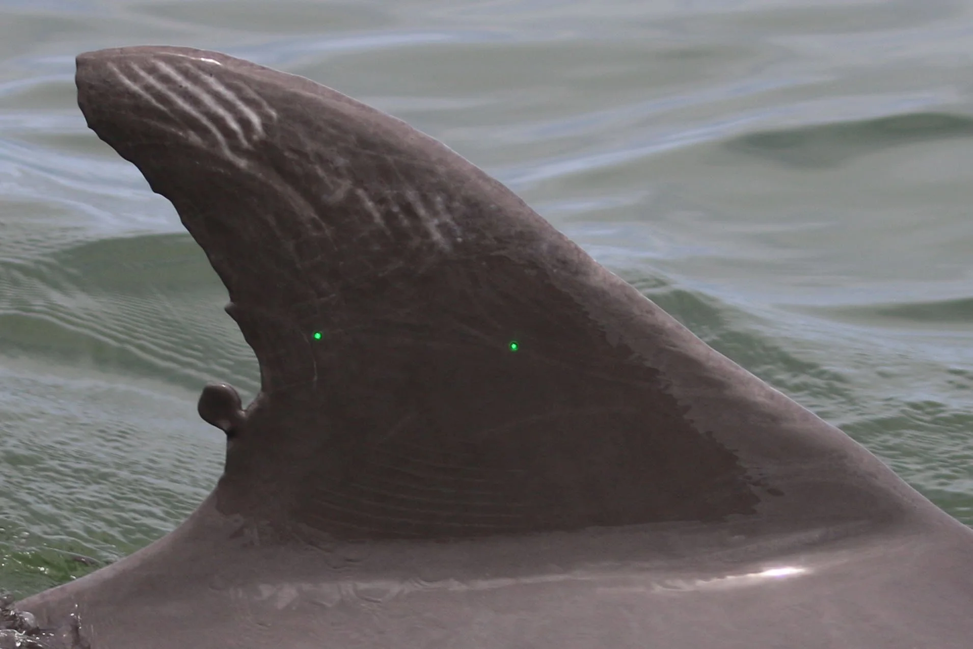 Spiro Theodore Agnew