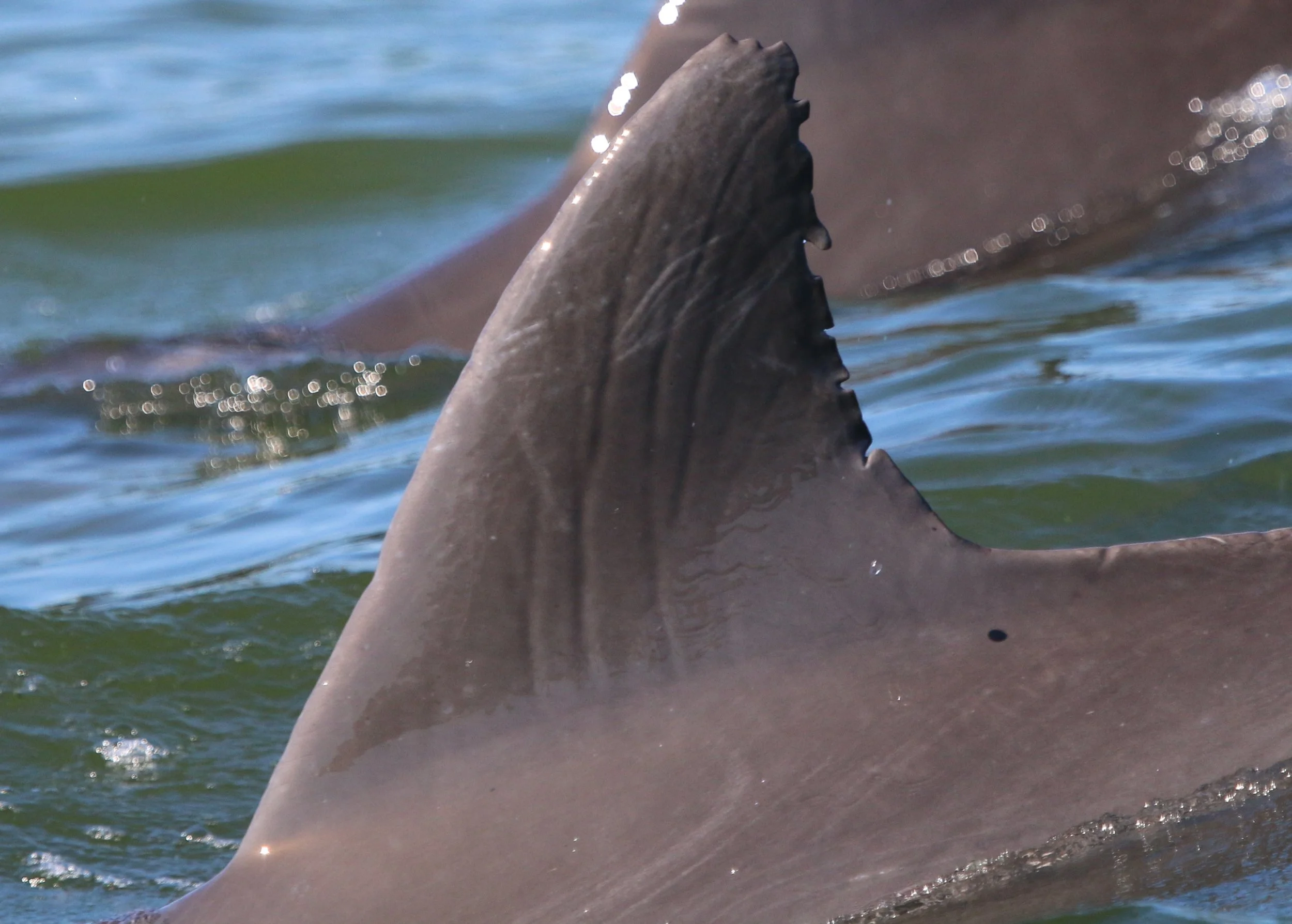 Hubert Horatio Humphrey