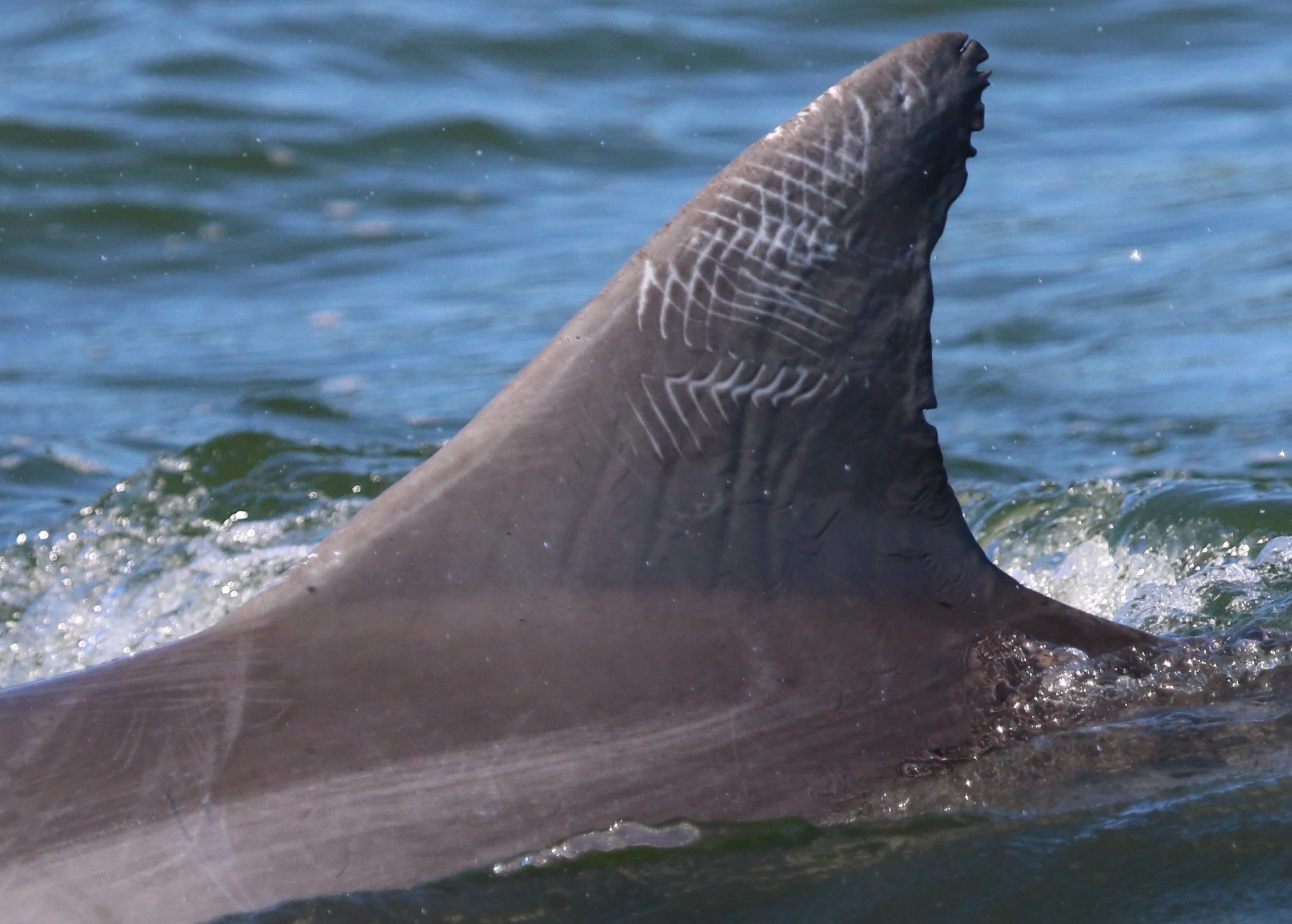 James Abram Garfield