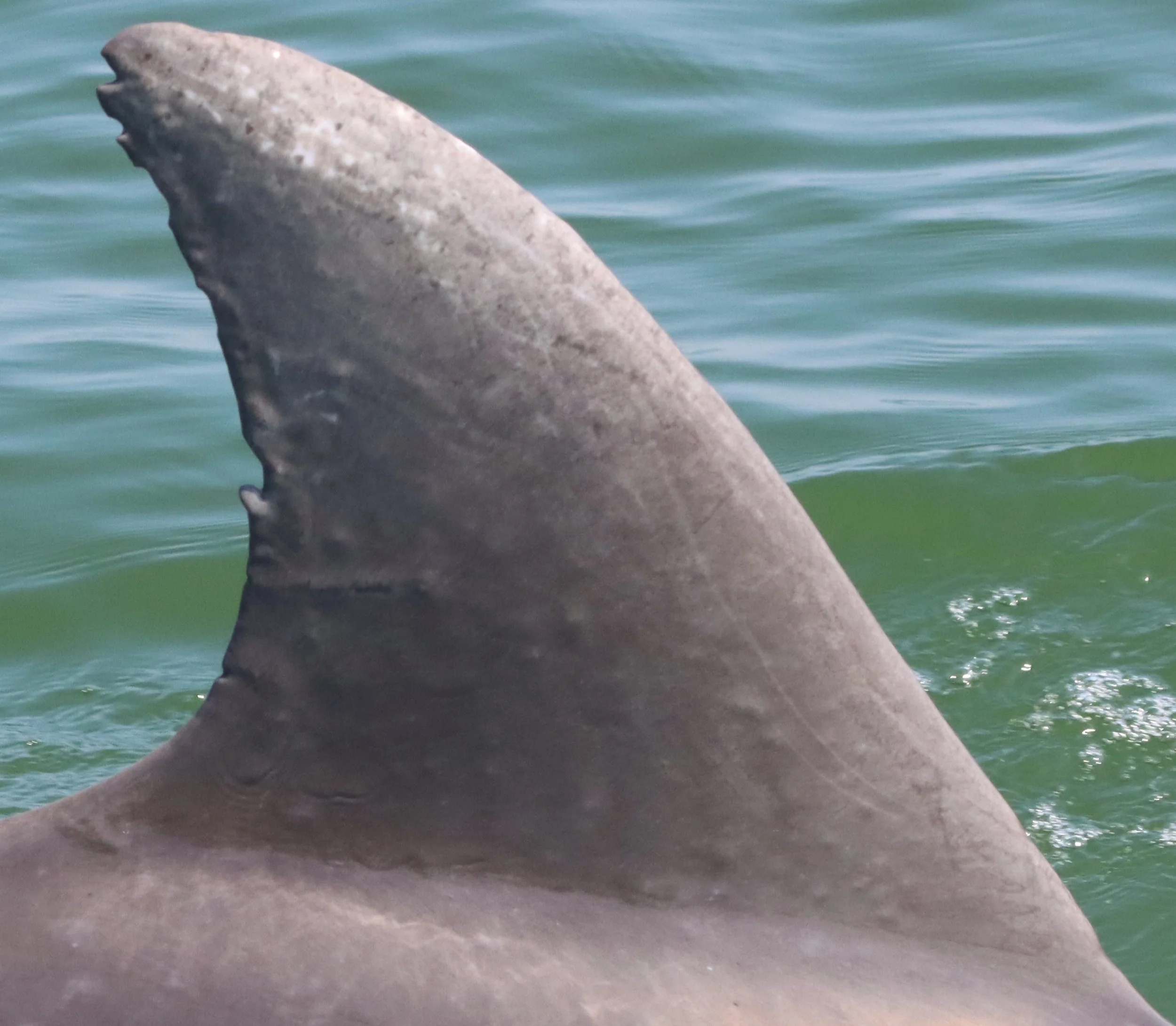 John Calvin Coolidge