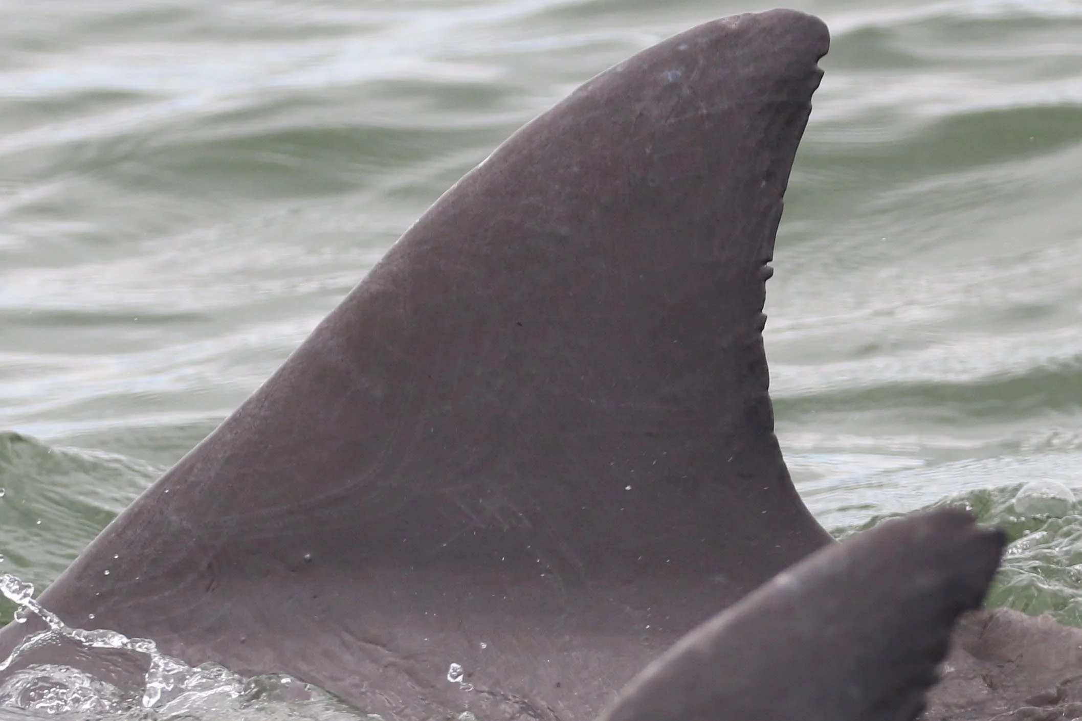 Herbert Clark Hoover