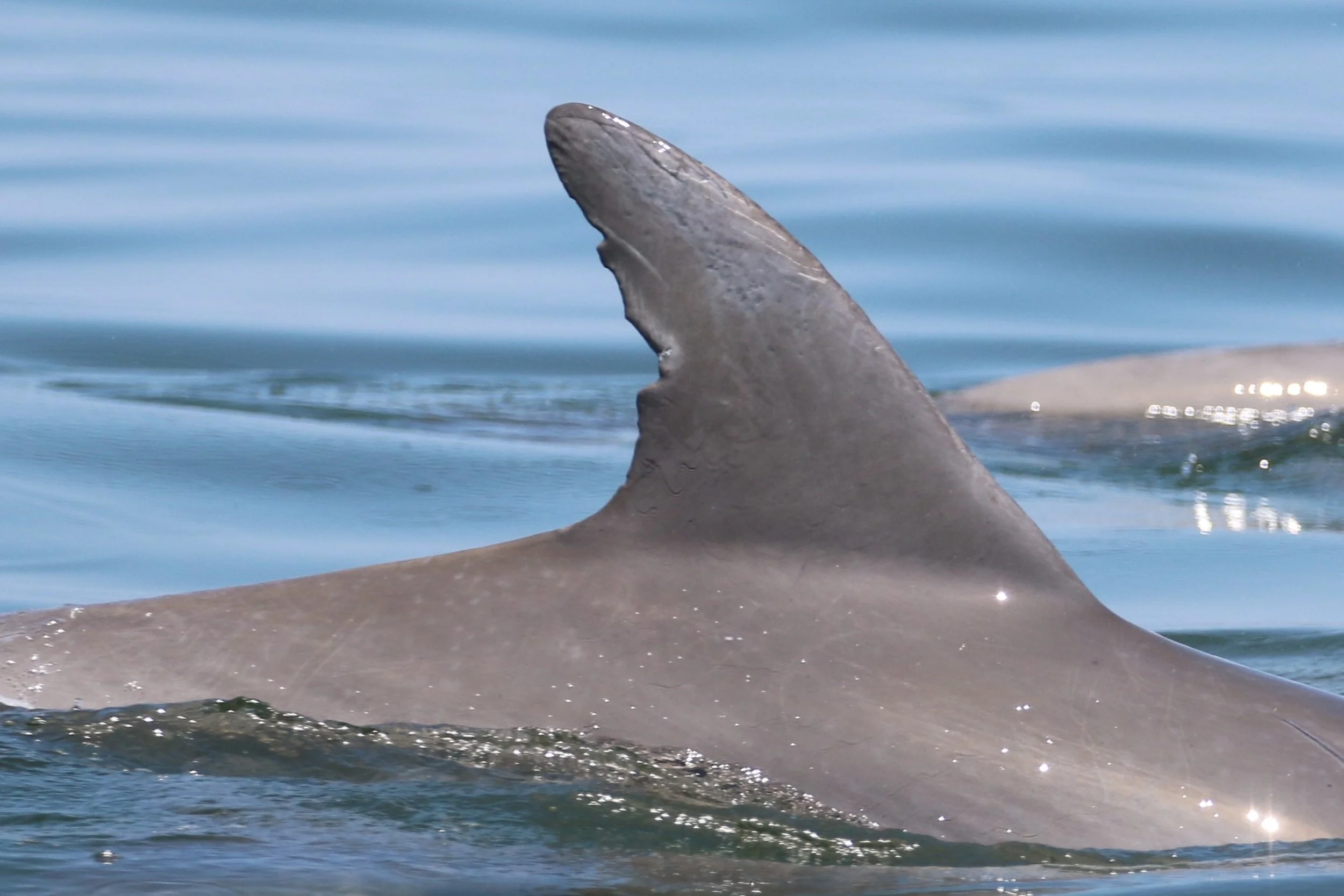 William "Bill" Jefferson Clinton