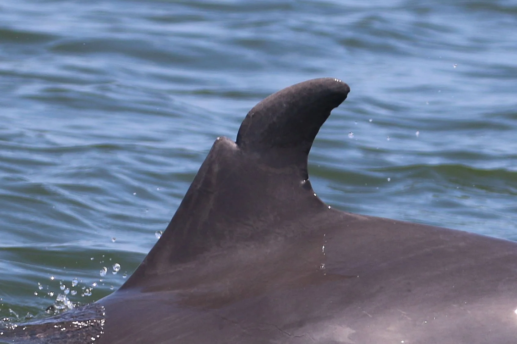 Impact of a Boat Strike on Martha Washington