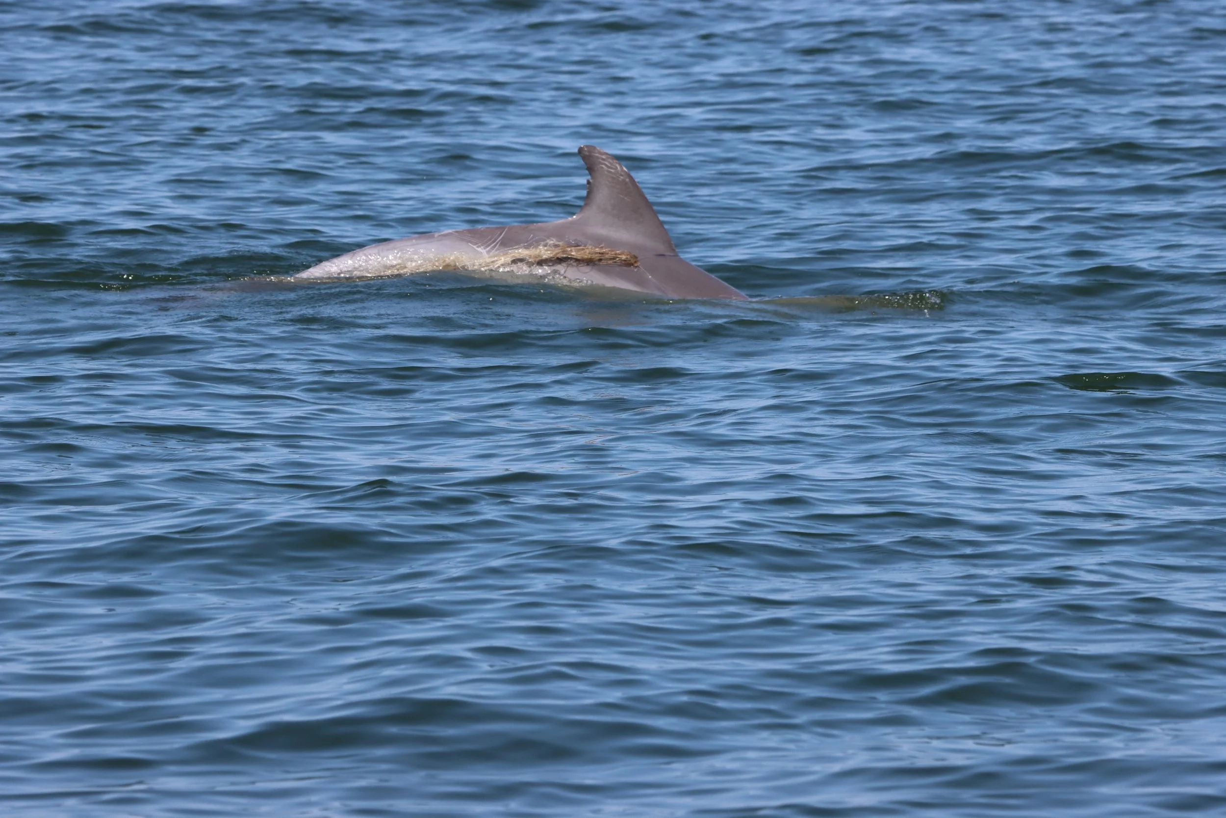 Dolphin Entangled in Fishing Line