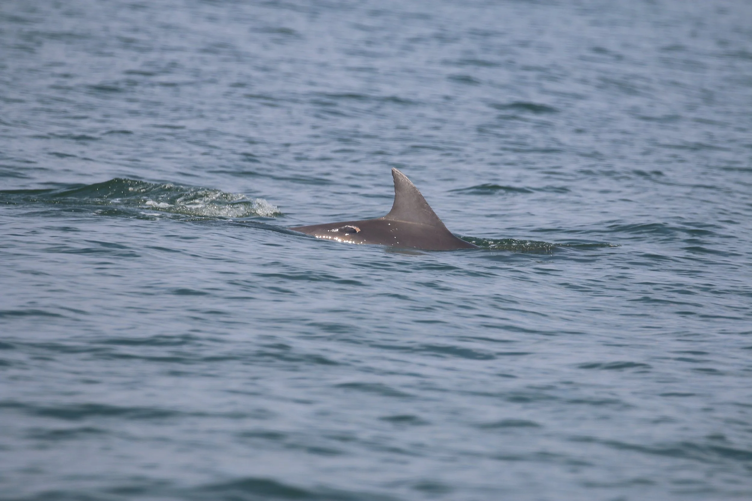 Abe Lincoln with a fresh shark bite