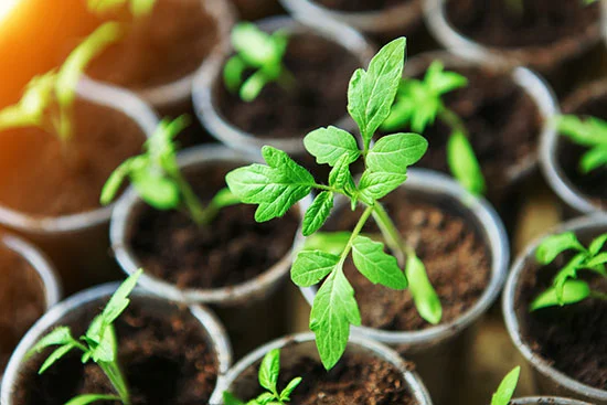 seedling jpg.jpg