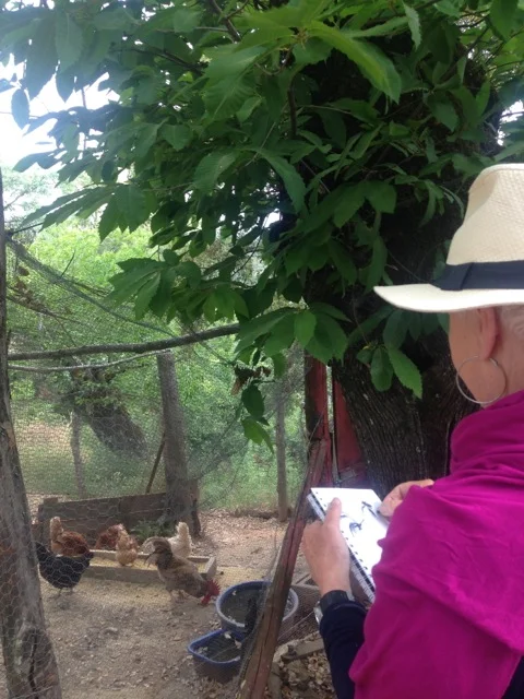 Sketching the chickens