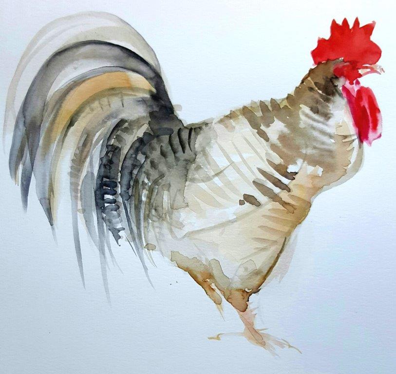 Cockerel