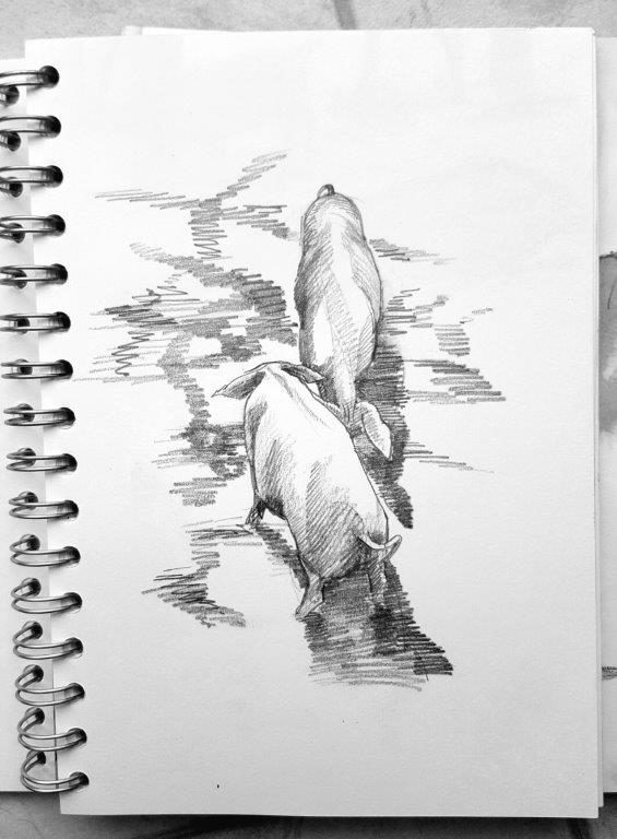 More lovely pigs