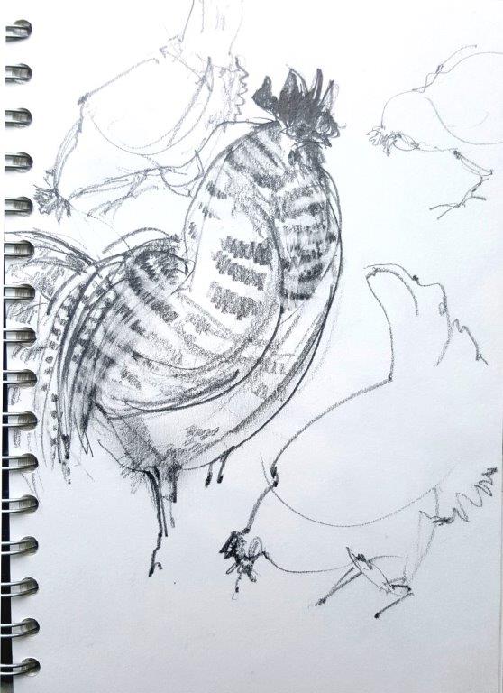 Rooster and chucks