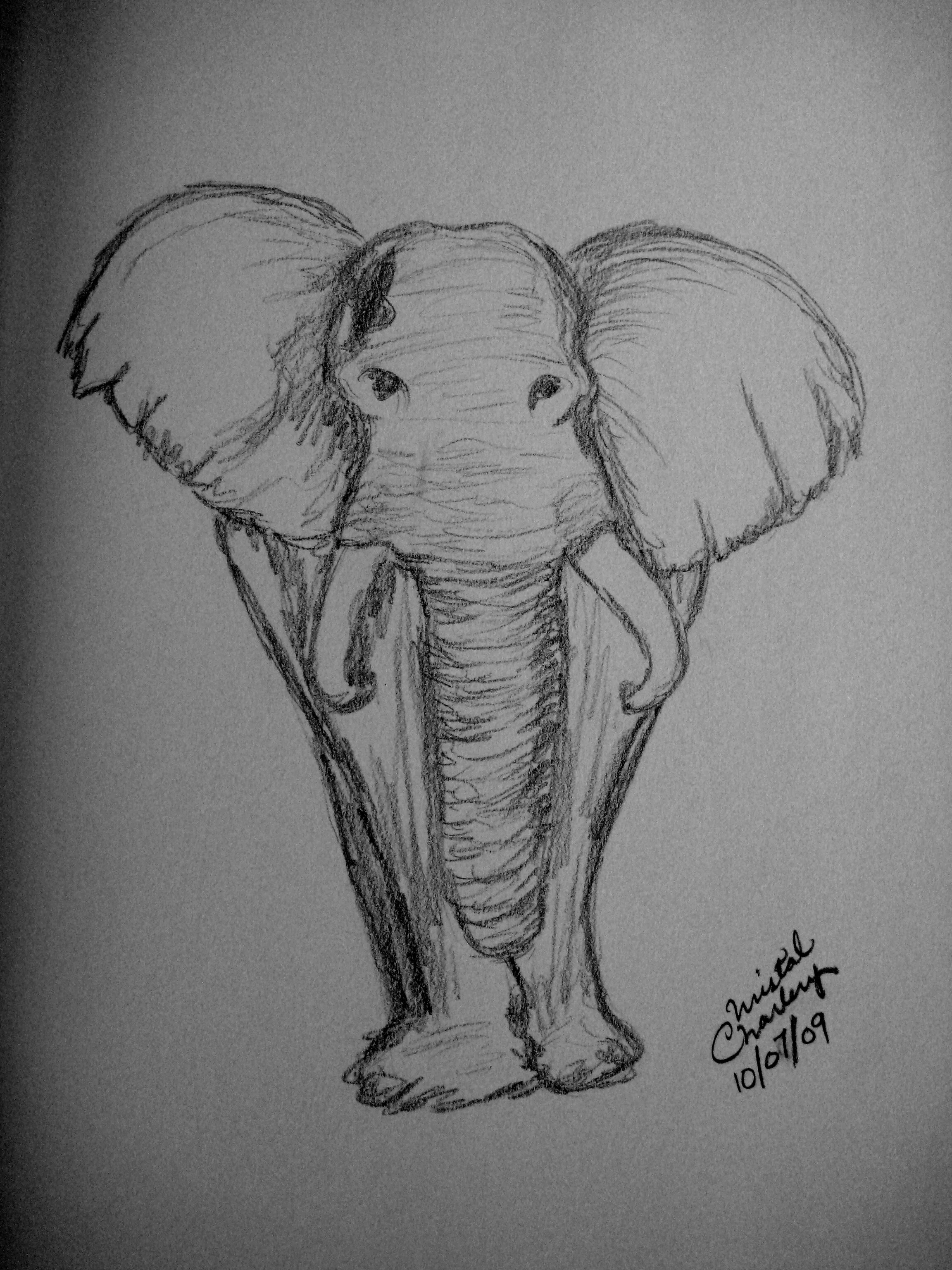 Elephant Stare (Copy)