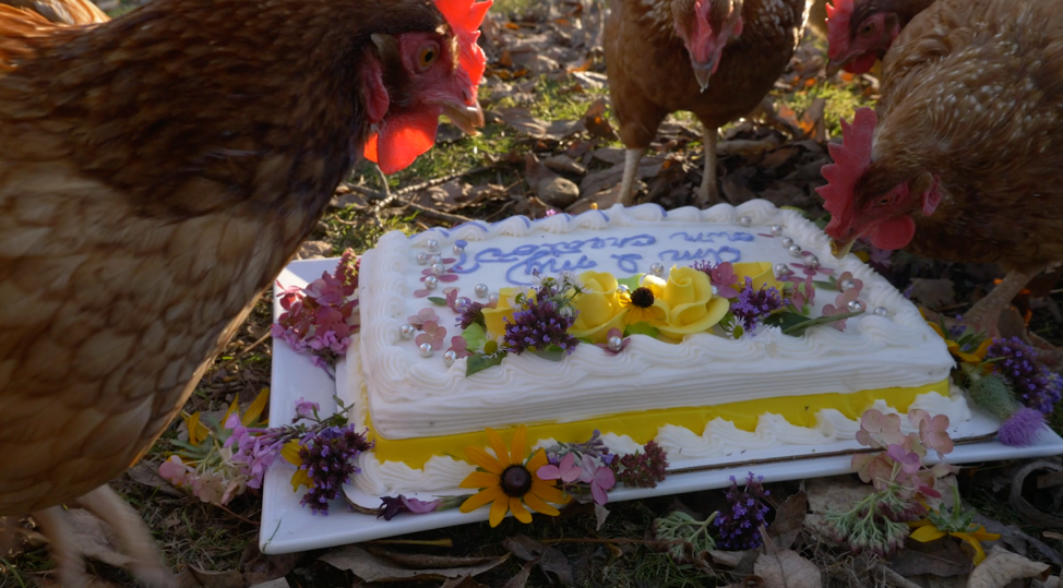 Even the chickens got a cameo appearance in our film!
