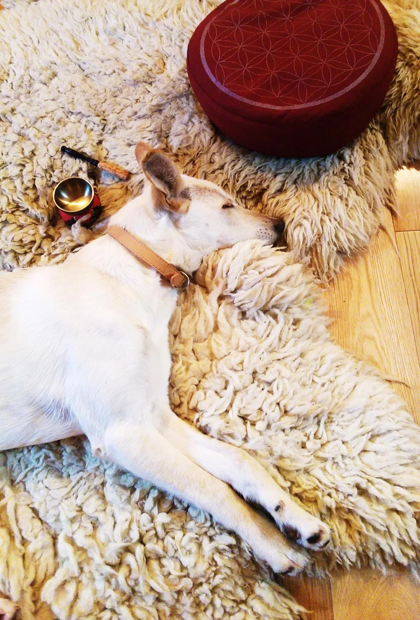 Breathing in, Luna is aware of her sleepiness...Breathing out, she chases a dream rabbit