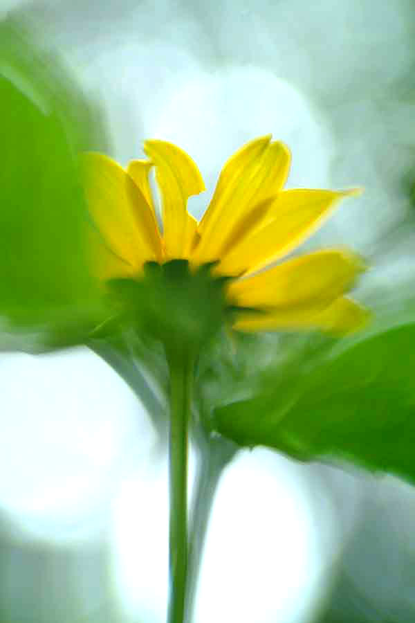DaisySmall.jpg