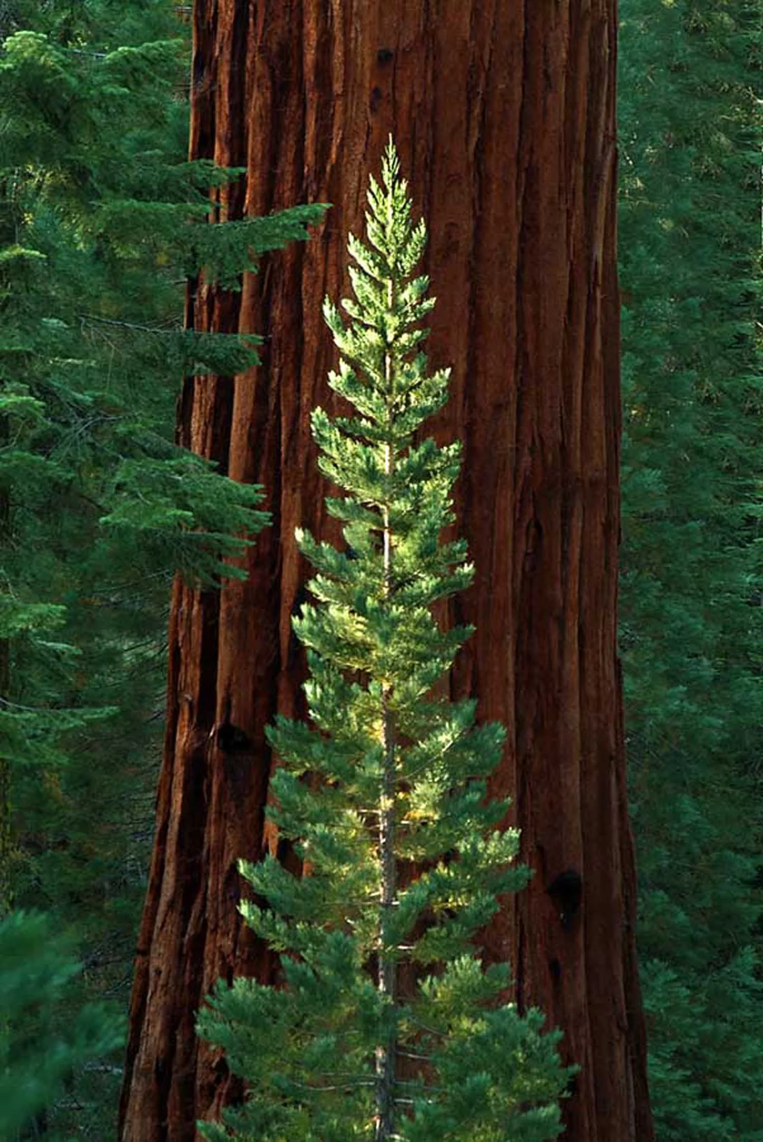 TineTree.jpg