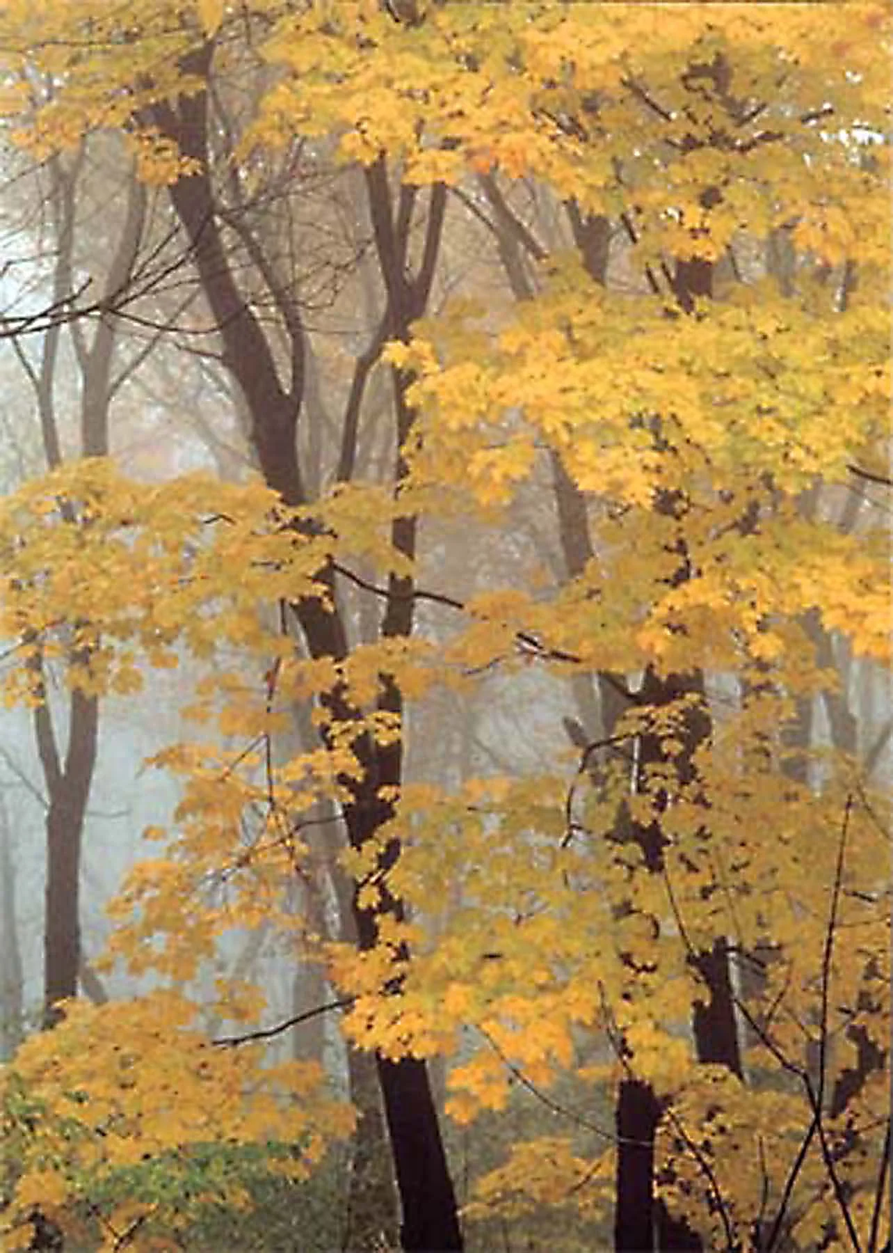 YellowTreesInFog.jpg
