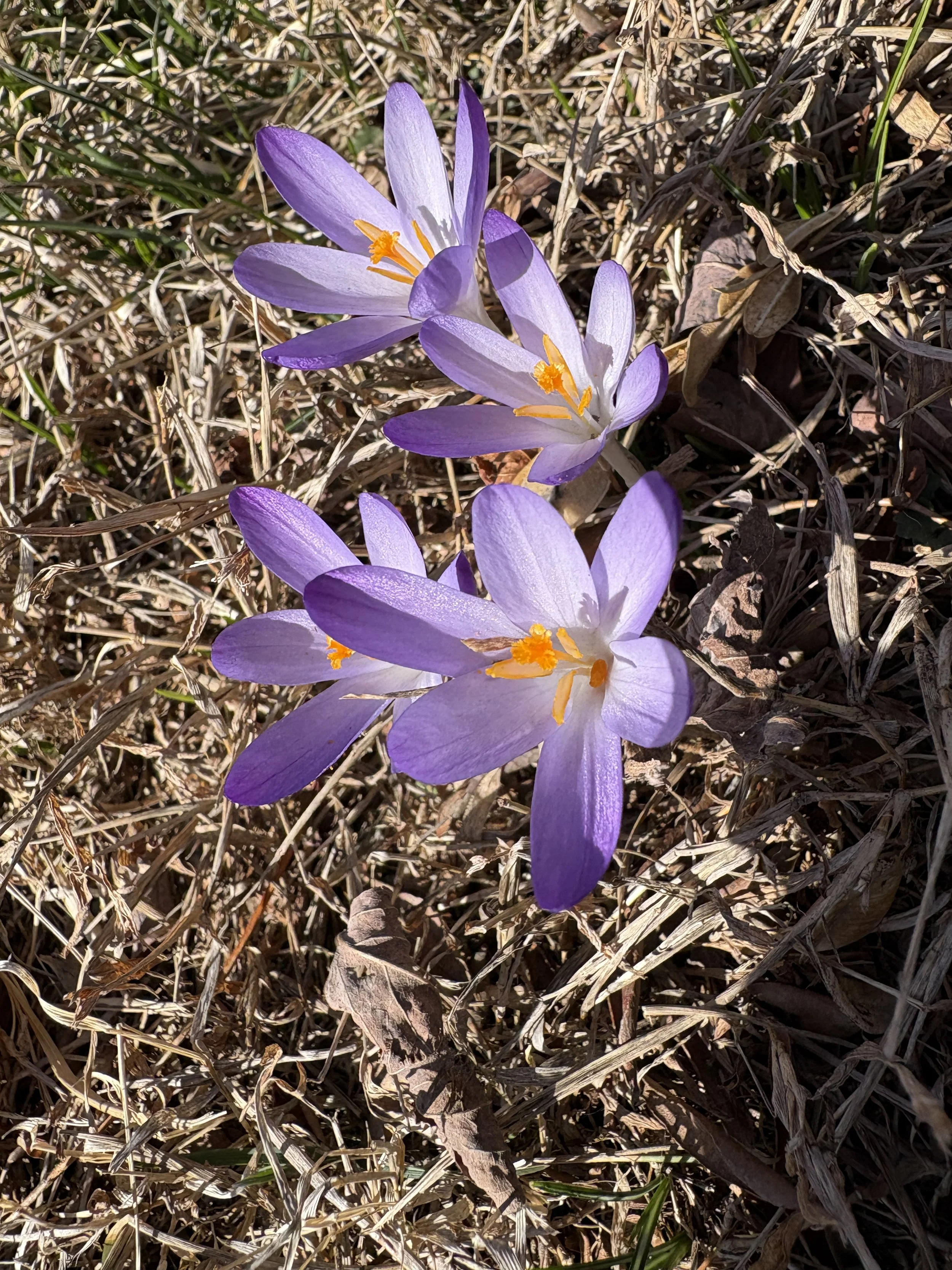 The Mighty Crocus - First to Bloom - What's Blooming at Studio Sprig