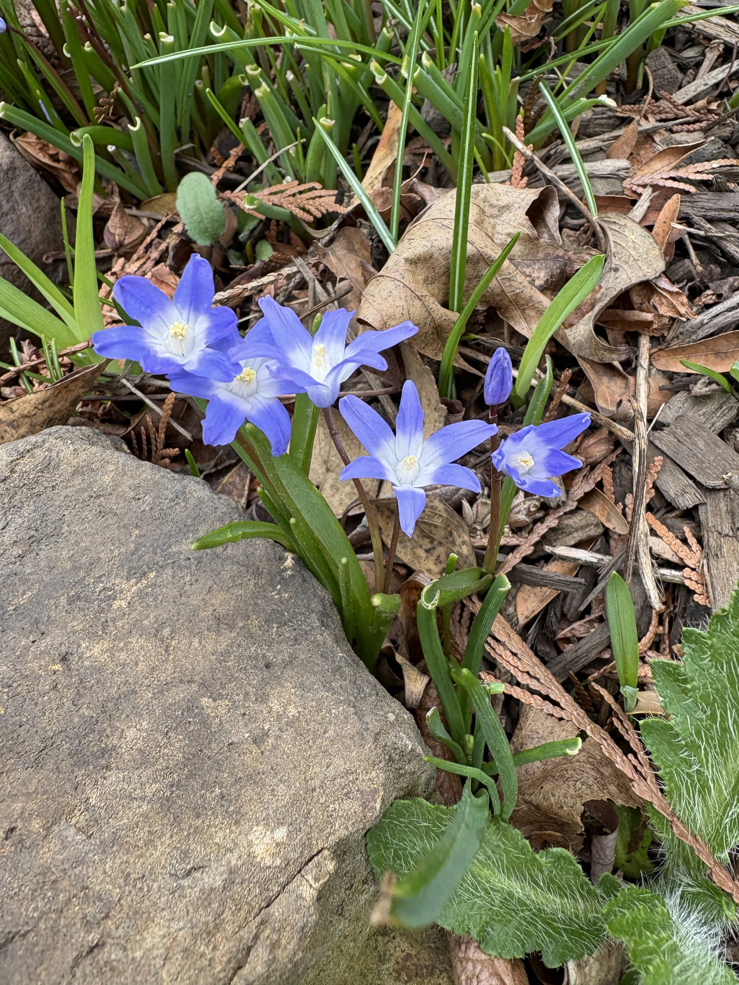 Glory-of-the-Snow - What's Blooming at Studio Sprig