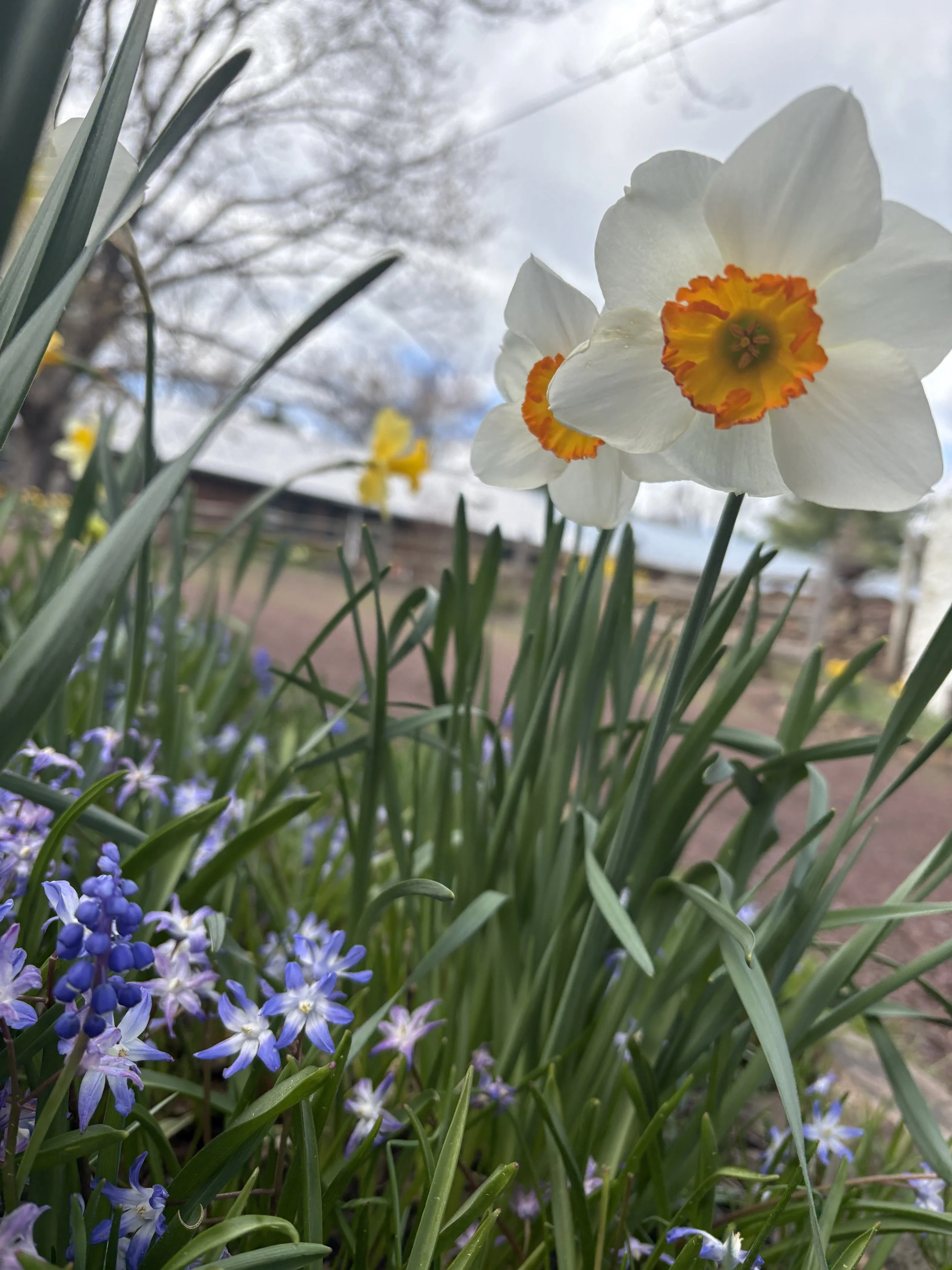 Narcissus AKA Daffodil - What's Blooming at Studio Sprig
