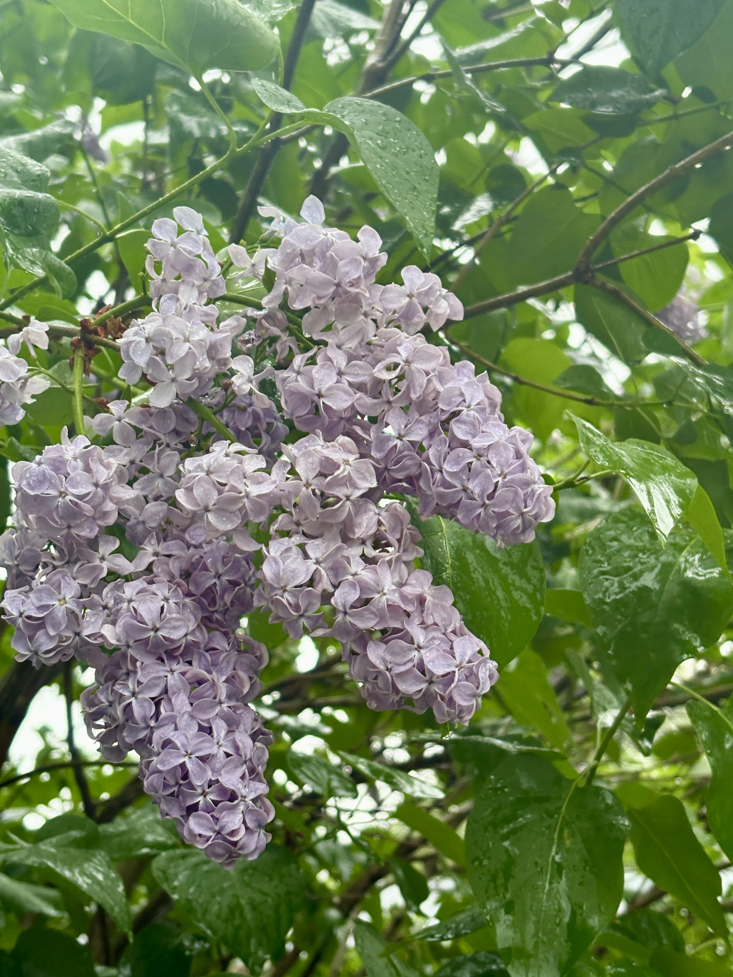 How to Preserve and Use Your Spring Flowers - All Year Long